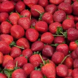 世界が求める日本産イチゴ、輸出戦略と注意点